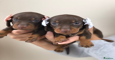 Miniature Dachshund dogs - Advert 18