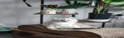 Ragdoll cats for sale: Stunning, Clever & Vocal Male Ragdoll Lynx Kitten - Advert 19