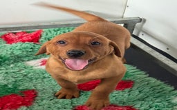 Labrador Retriever dogs for sale: Ready to leave, KC Labrador litter, boys & girls  - Image 2