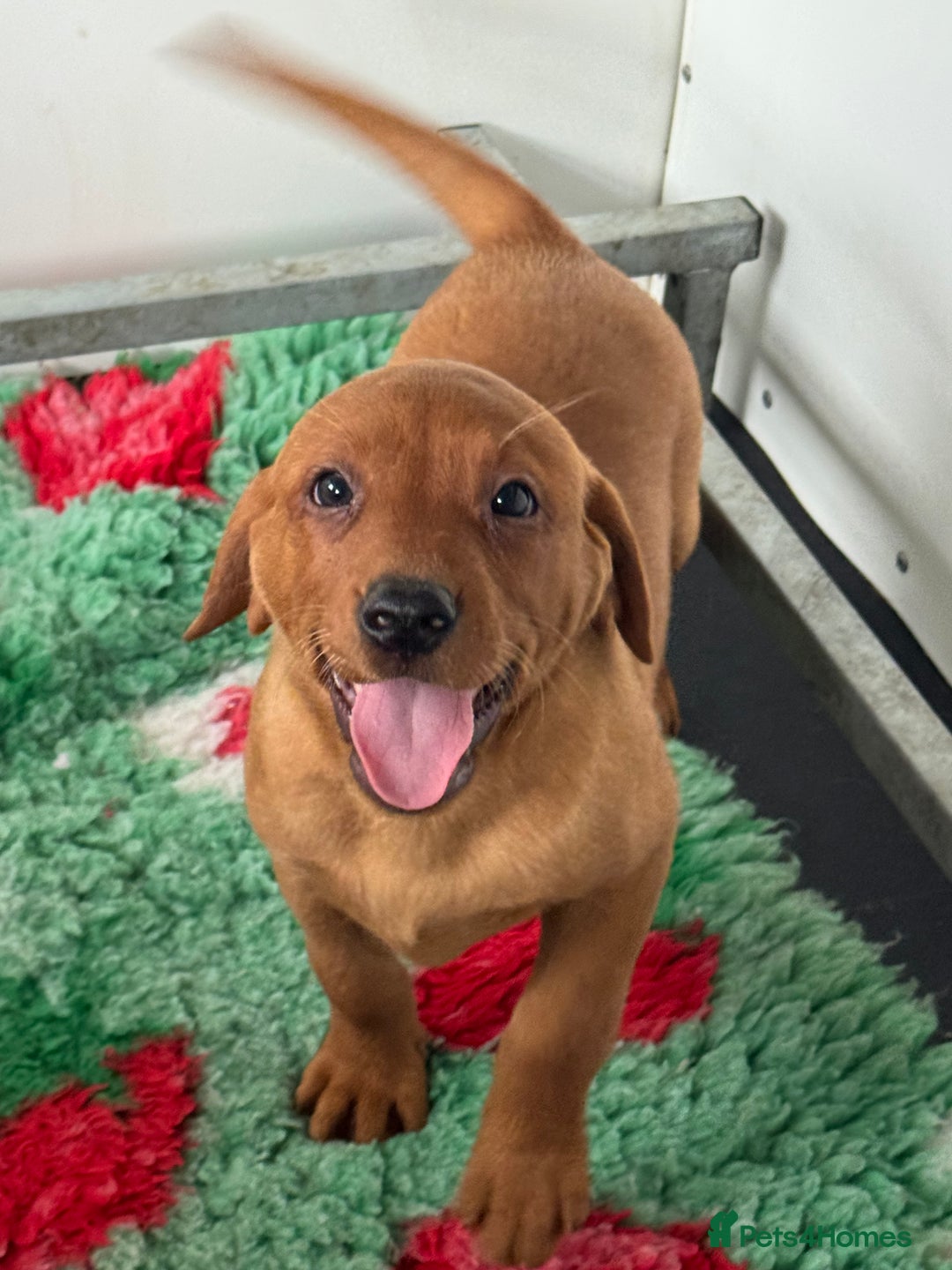 Labrador Retriever dogs for sale: Ready to leave, KC Labrador litter, boys & girls  - Image 2