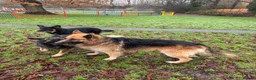 German Shepherd dogs for sale: Beautiful GSD puppies - Advert 25