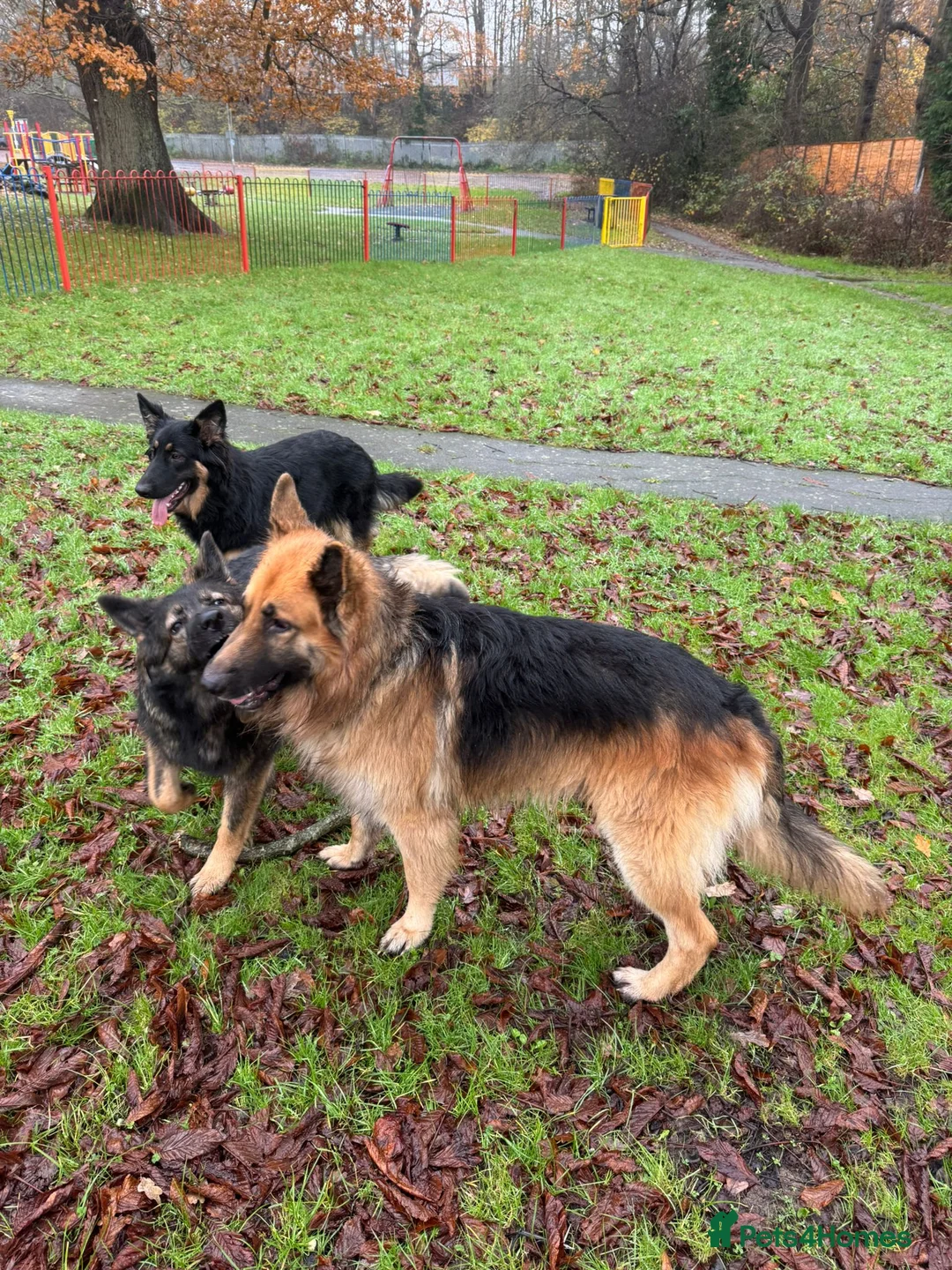 German Shepherd dogs for sale: Beautiful GSD puppies - Advert 25