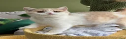 British Shorthair cats for sale: Gccf registered bsh kittens-1 girl left-ready now - Advert 10