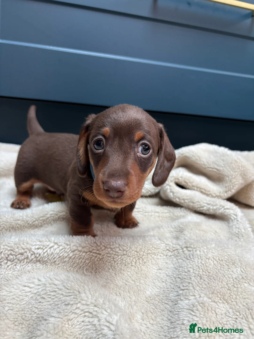 Miniature Dachshund dogs for sale: KC registered health tested miniature dachshunds - Advert 8