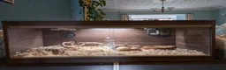 Corn Snake reptiles for sale: Corn snake looking for a new home in Treorchy - Advert 10