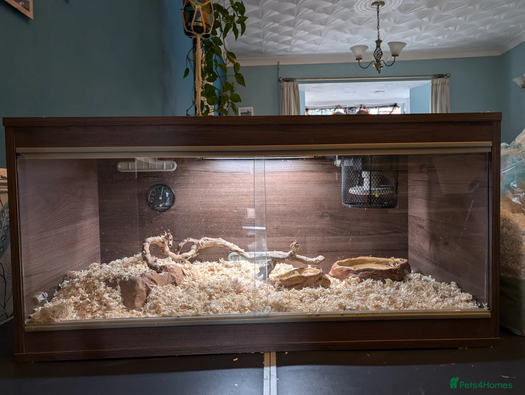 Corn Snake reptiles for sale: Corn snake looking for a new home in Treorchy - Advert 10