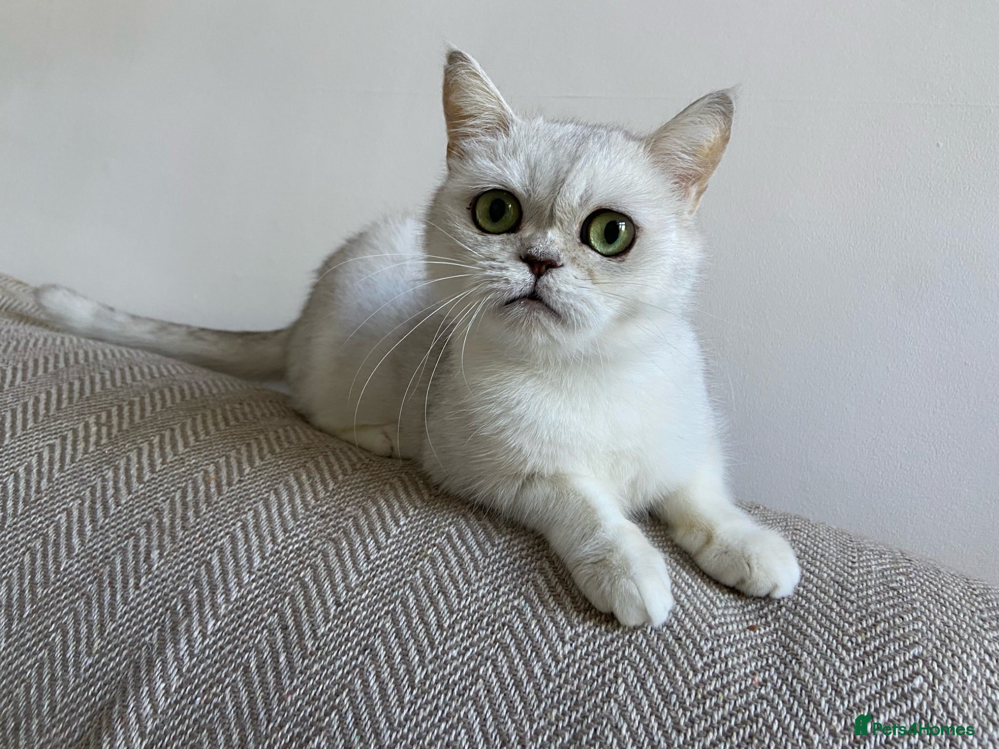 British Shorthair cats Silver pedigree British Shorthair kittens  - Advert 2