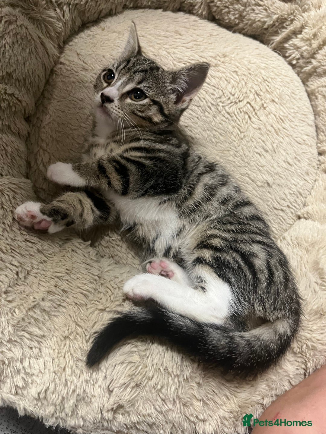 Mixed Breed cats for sale: 🐾 Beautiful Green eyed Grey tabby Kittens  - Advert 8