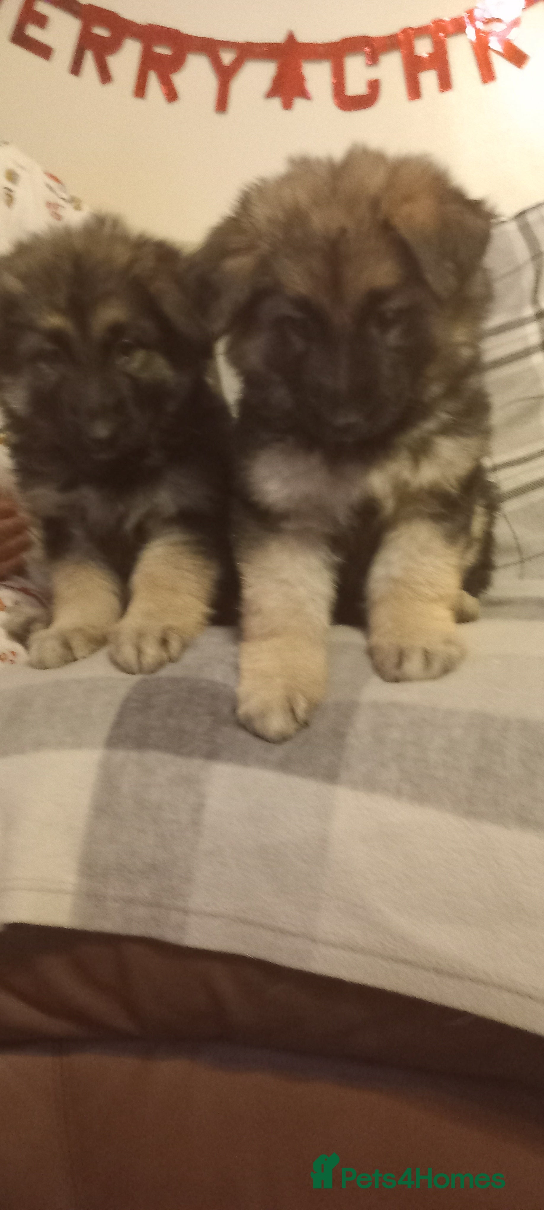 German Shepherd dogs Long haired German Shepherd pups - Advert 5