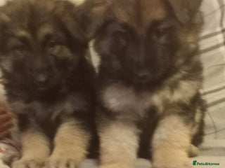 German Shepherd dogs Long haired German Shepherd pups - Advert 5