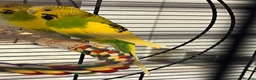 Budgerigars birds for sale: Free Budgie looking for a loving new home in Hemel Hempstead - Advert 4