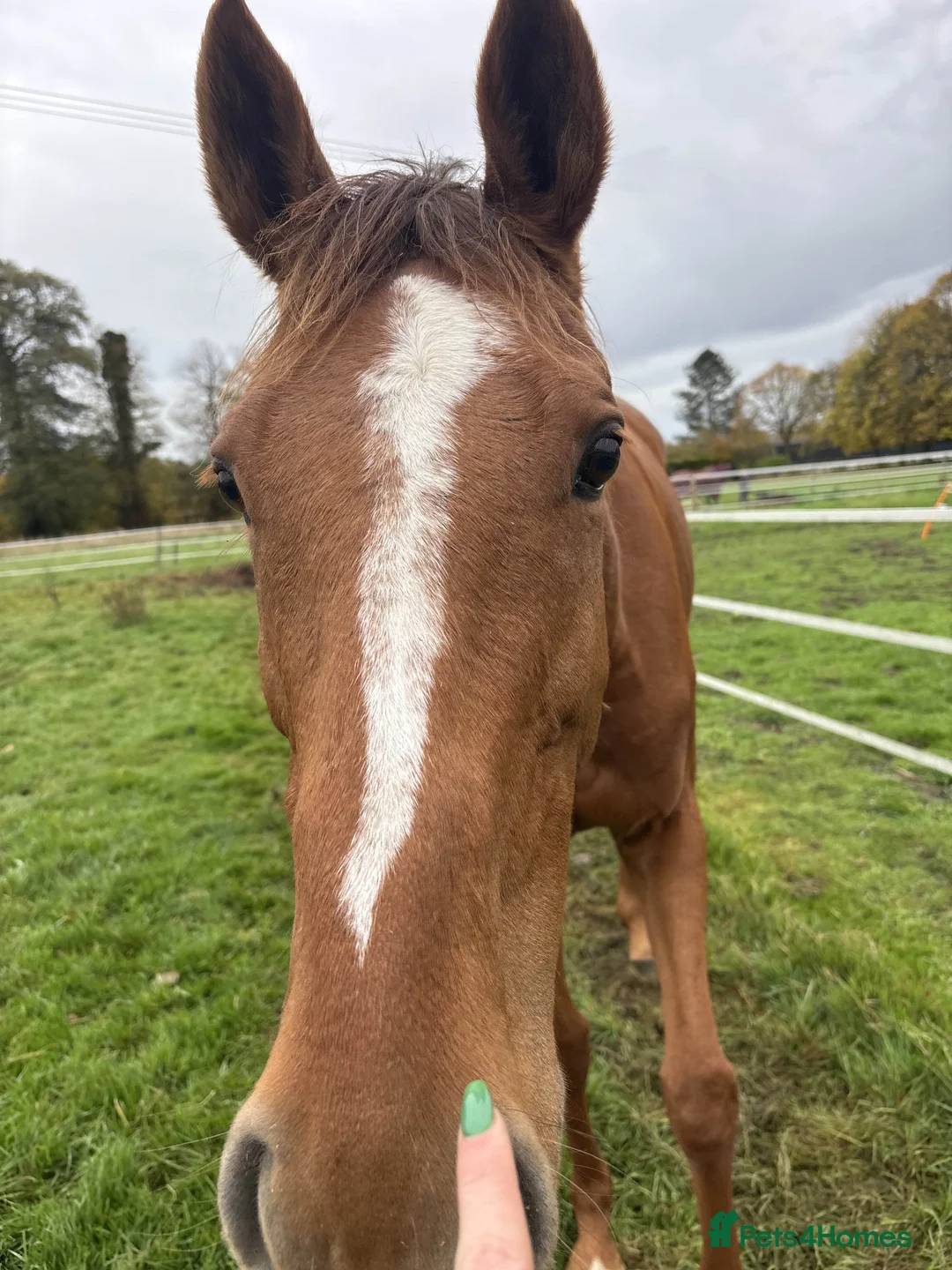 Irish Thoroughbred horses for sale: Bless The Moon  - Advert 2