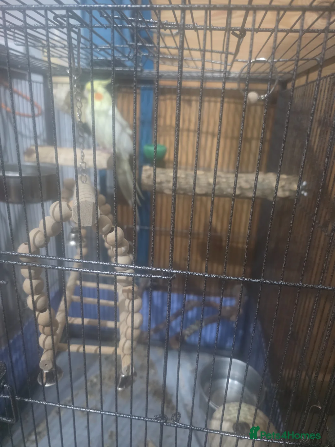 Cockatiels birds for sale: Lovely handtamed cockatiel.  in Oldham - Advert 12
