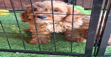 Cockapoo dogs - Advert 15