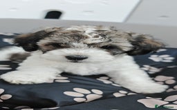Bichon Frise dogs for sale: Bichon puppy's  - Image 6