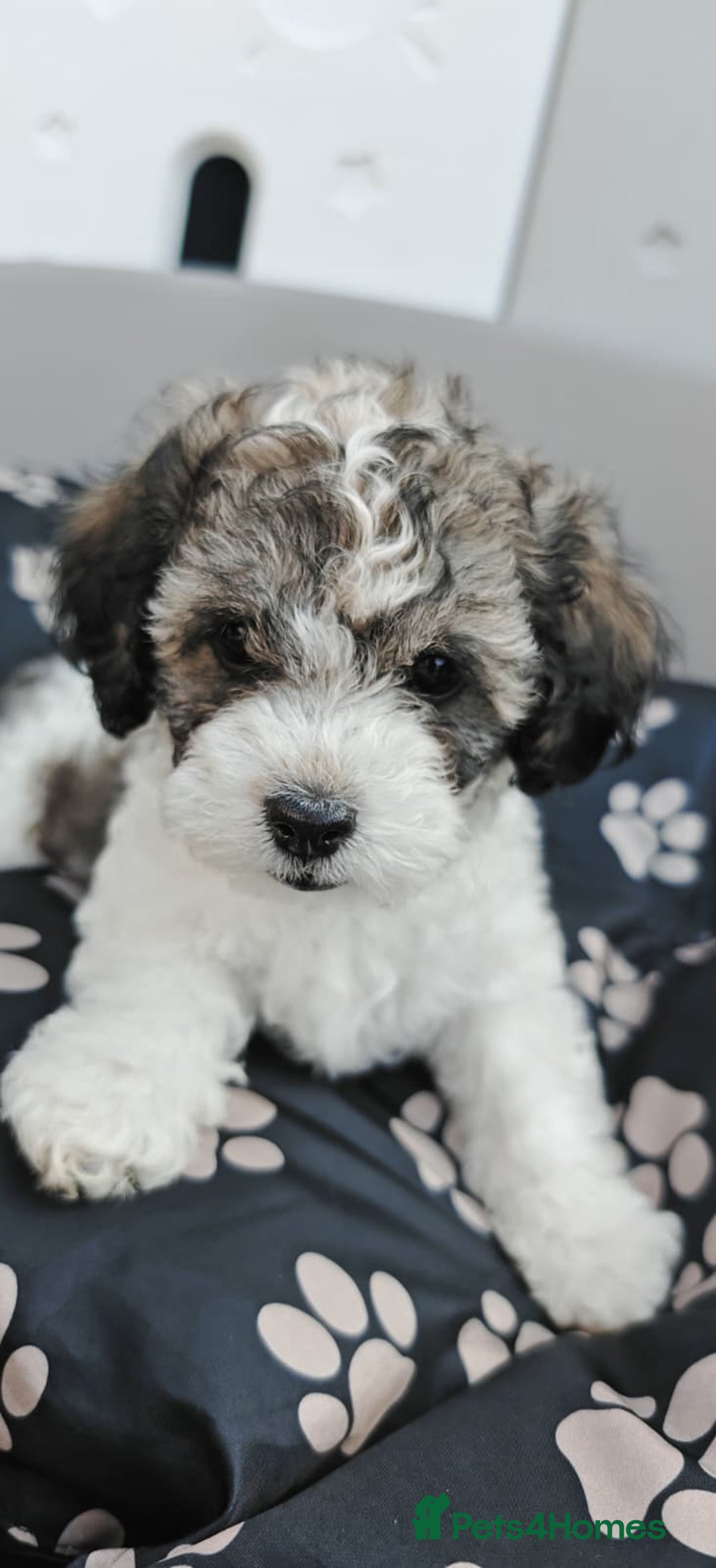 Bichon Frise dogs for sale: Bichon puppy's  - Image 6