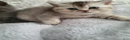 Scottish Fold cats for sale: 🐾 Adorable Scottish Fold Kittens  - Advert 25