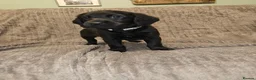 Mixed Breed dogs for sale: READY TO GO - 3 Beagador/miniature poodle puppies - Advert 18