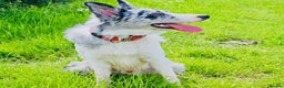 Border Collie dogs for stud: PROVEN! STUD ONLY! Stunning Merle Border Collie. in Coventry - Advert 9