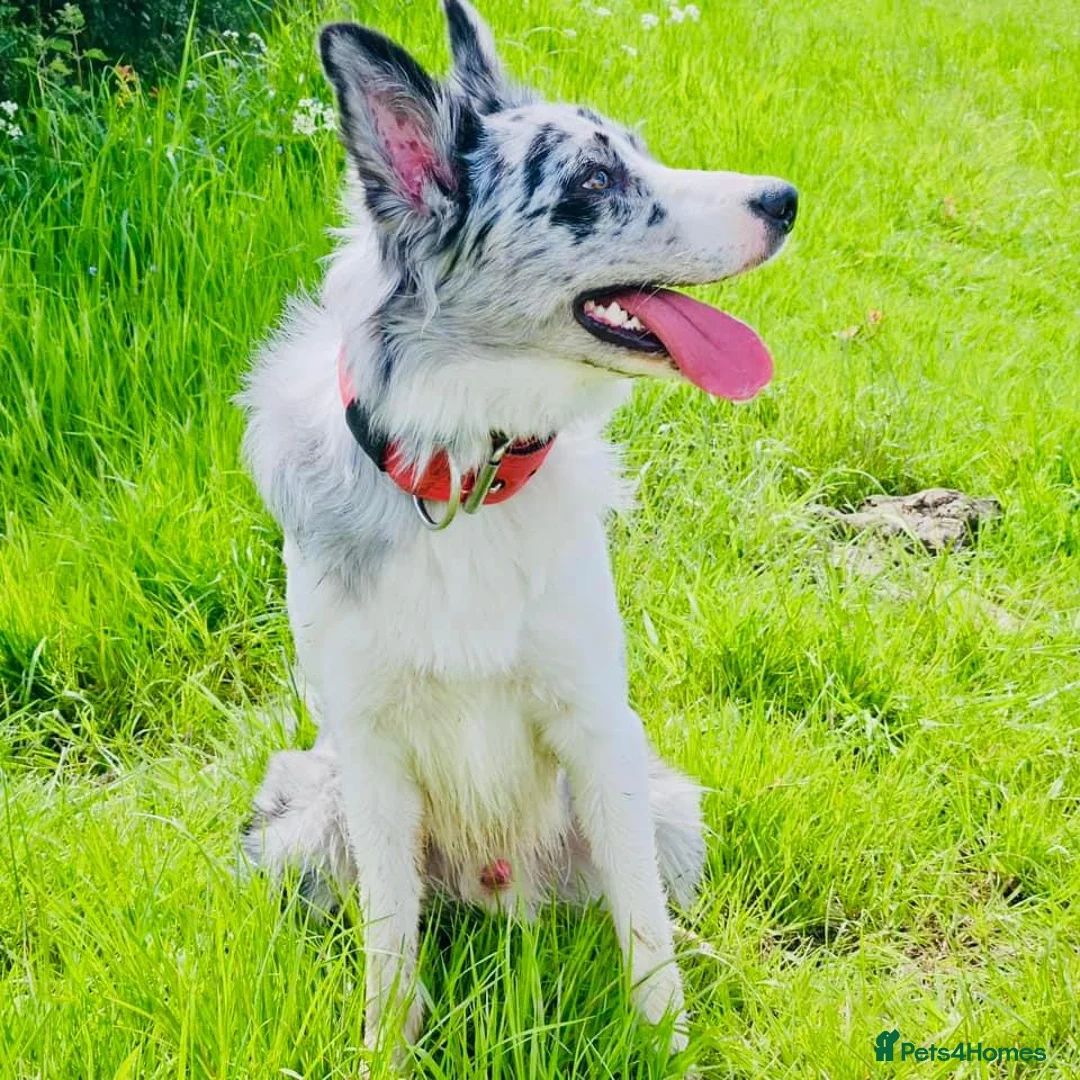 Border Collie dogs for stud: PROVEN! STUD ONLY! Stunning Merle Border Collie. in Coventry - Advert 9