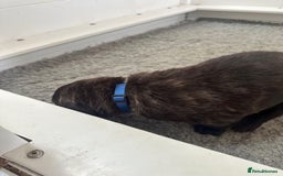Mastiff dogs for sale: Pedigree Puppies of our Portuguese cattle dogs. - Image 18