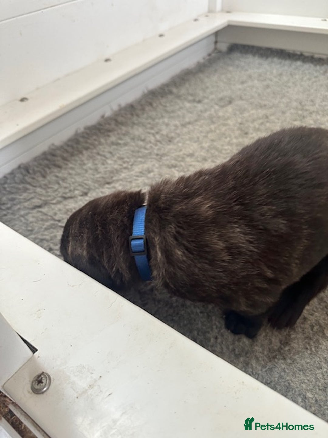 Mastiff dogs for sale: Pedigree Puppies of our Portuguese cattle dogs. - Image 18