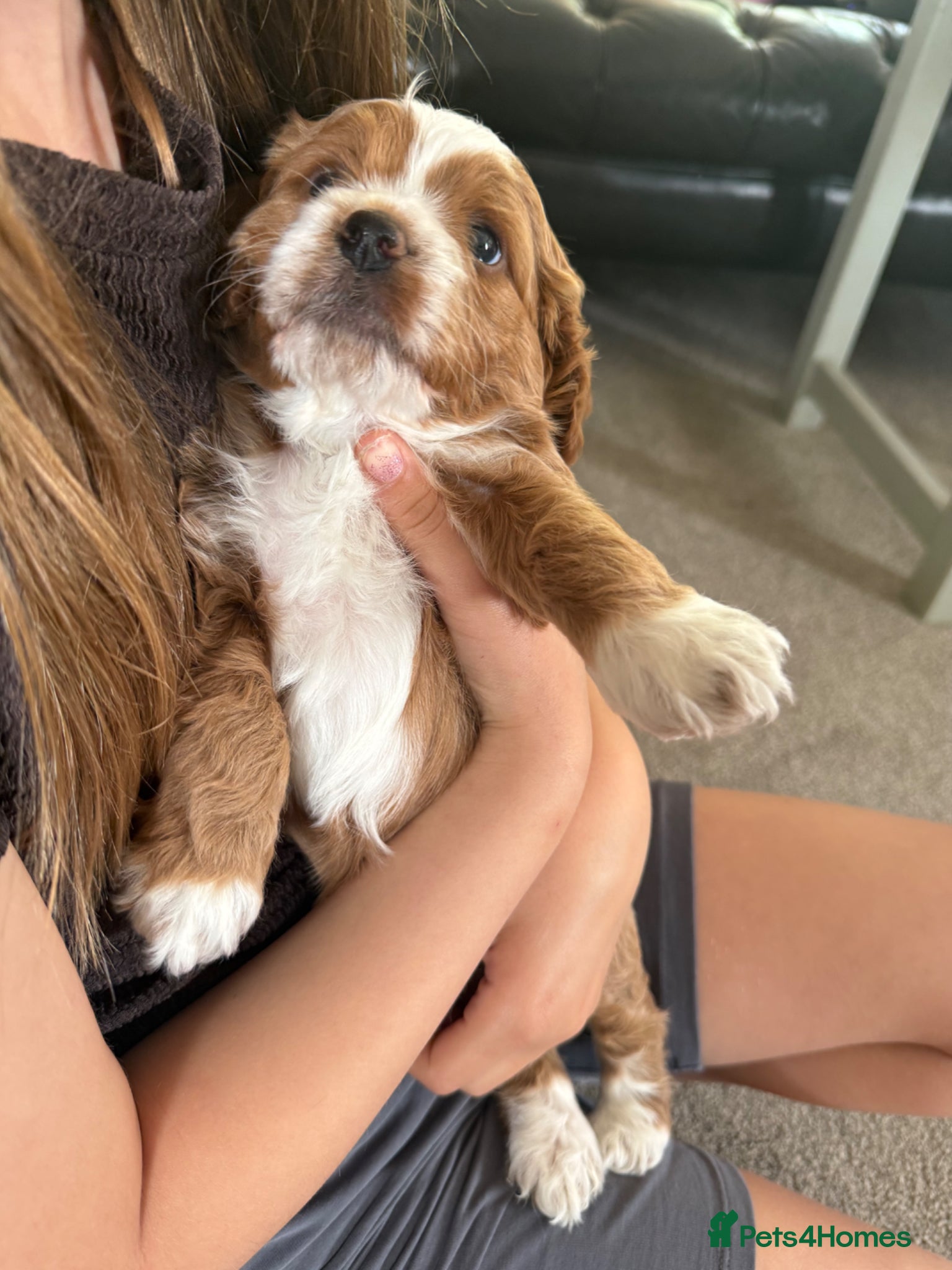 Cockapoo dogs F1 Cockapoo puppies for sale, 2 left - Advert 1