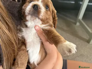 Cockapoo dogs F1 Cockapoo puppies for sale, 2 left - Advert 1
