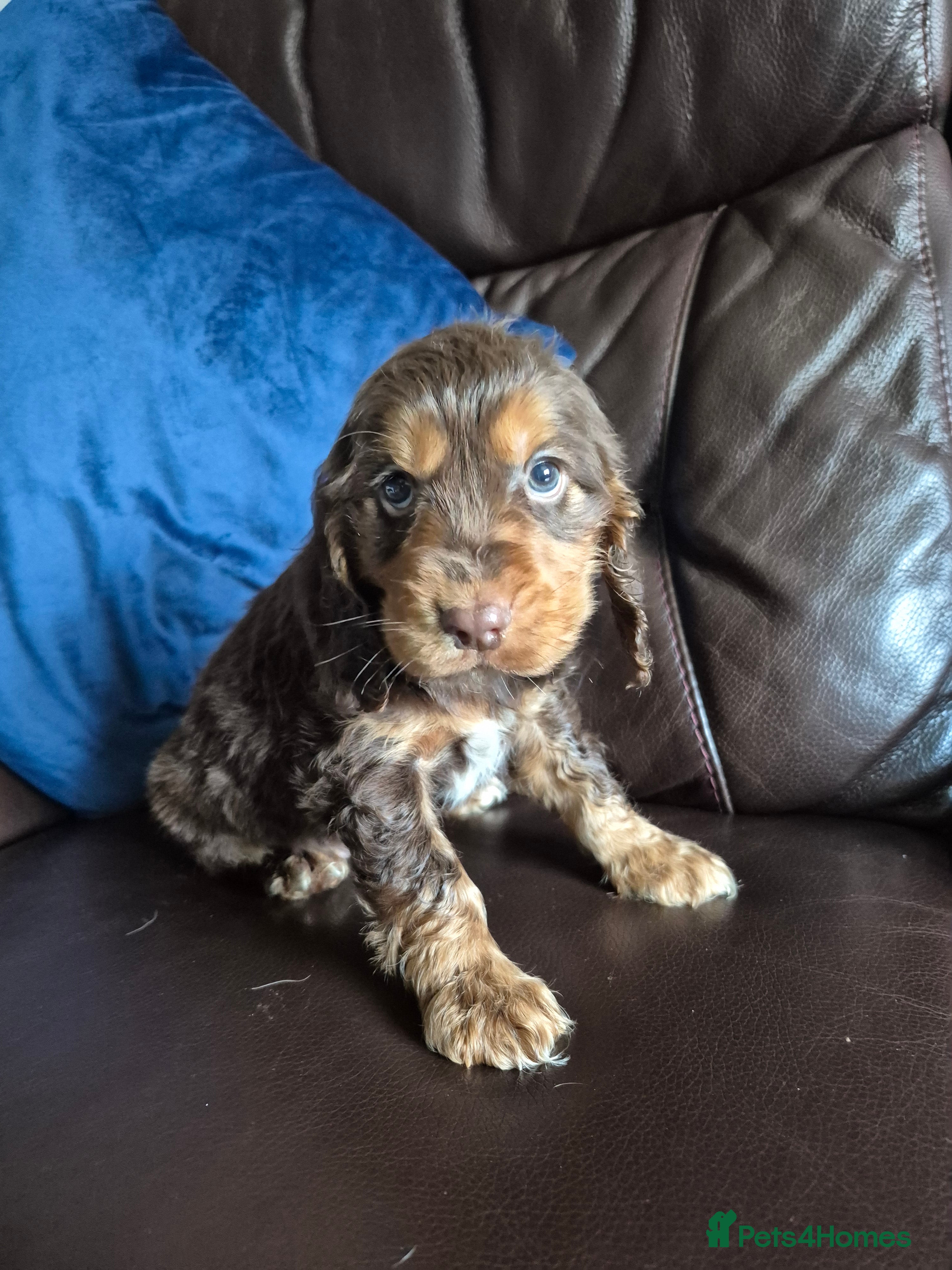 Cocker Spaniel dogs Chocol and tan & choc roan show cocker  puppies  - Advert 1