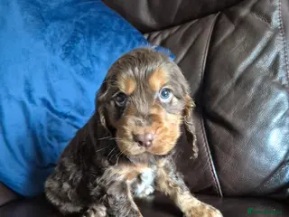 Cocker Spaniel dogs Chocol and tan & choc roan show cocker puppies - Advert 15