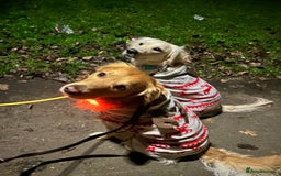 Golden Retriever dogs for sale: Golden retriever puppies  - Image 14