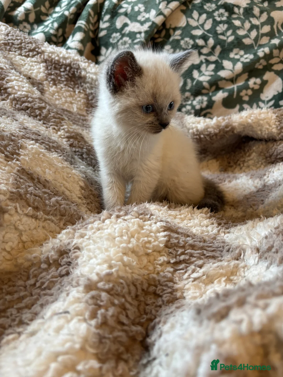 Ragdoll cats for sale: 4 bundles of Ragdoll x joy - Advert 21