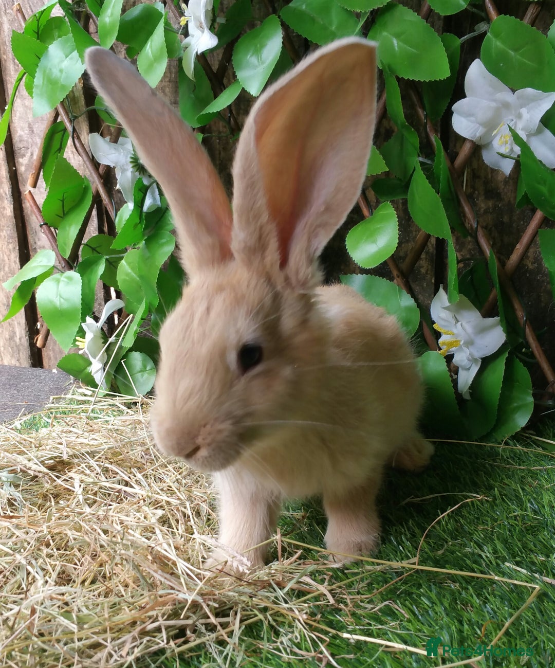 Giant Papillon rabbits for sale: Pure Giant Papillon Kits - Vaccinated - READY NOW - Advert 2