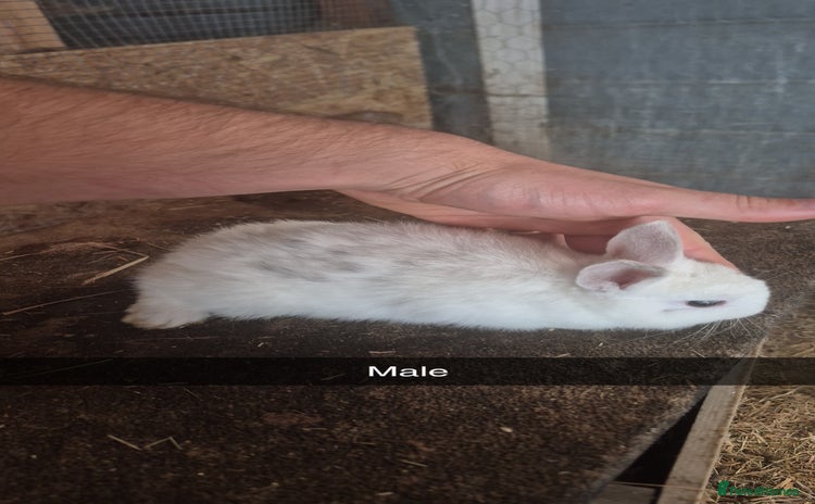 Lionhead rabbits - Advert 1