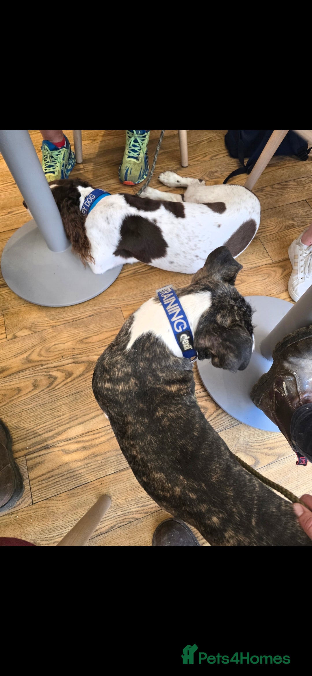 English Bull Terrier dogs for sale: Potato on legs - Advert 16