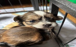 Lhasa Apso dogs for sale: Lhasa Apso Puppies – Tiny Tails, Big Hearts! - Image 6