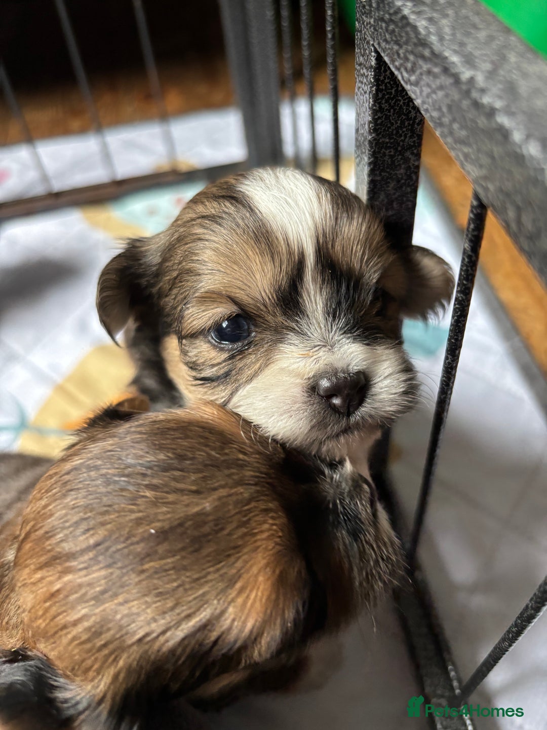 Lhasa Apso dogs for sale: Lhasa Apso Puppies – Tiny Tails, Big Hearts! - Image 6