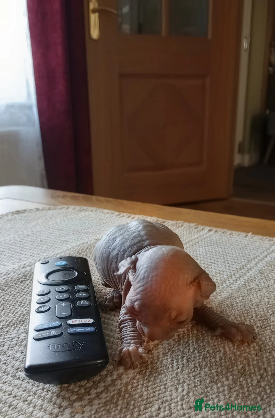 Sphynx cats for sale: Beautiful Sphynx Kittens–2Girls & 2Boys Available in Wolverhampton - Advert 2