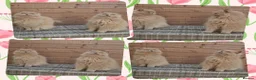 British Longhair cats for sale: 2 stunning pedigree girls. - Advert 5