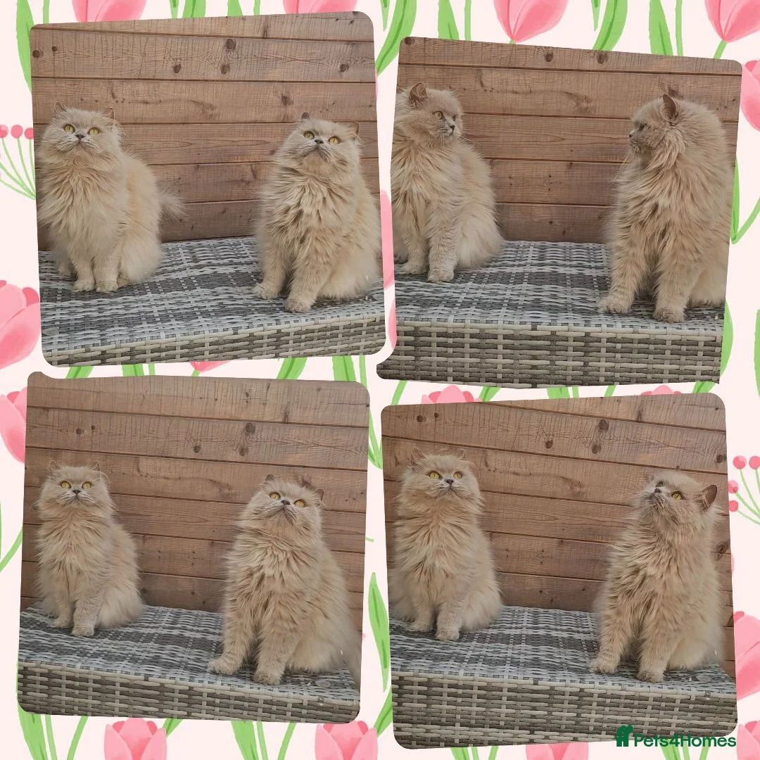 British Longhair cats for sale: 2 stunning pedigree girls. - Advert 5