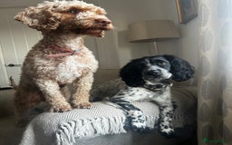 Cocker Spaniel dogs for stud: Beautiful blue roan cocker spaniel for STUD! - Image 20