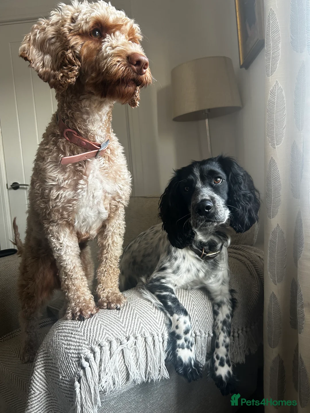 Cocker Spaniel dogs for stud: Beautiful blue roan cocker spaniel for STUD! - Advert 24