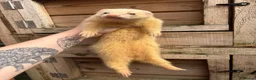 Ferret rodents for sale: Female ferret in Nottingham - Advert 3