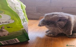 Mixed Breed rabbits for sale: 2 cute tame bunnies  - Image 2