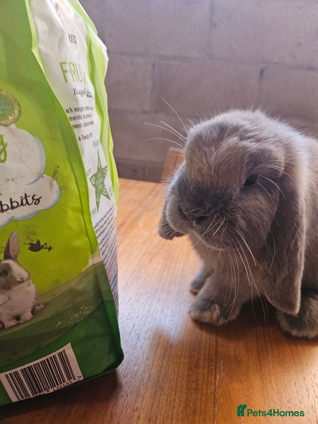 Mixed Breed rabbits for sale: 2 cute tame bunnies  - Image 2