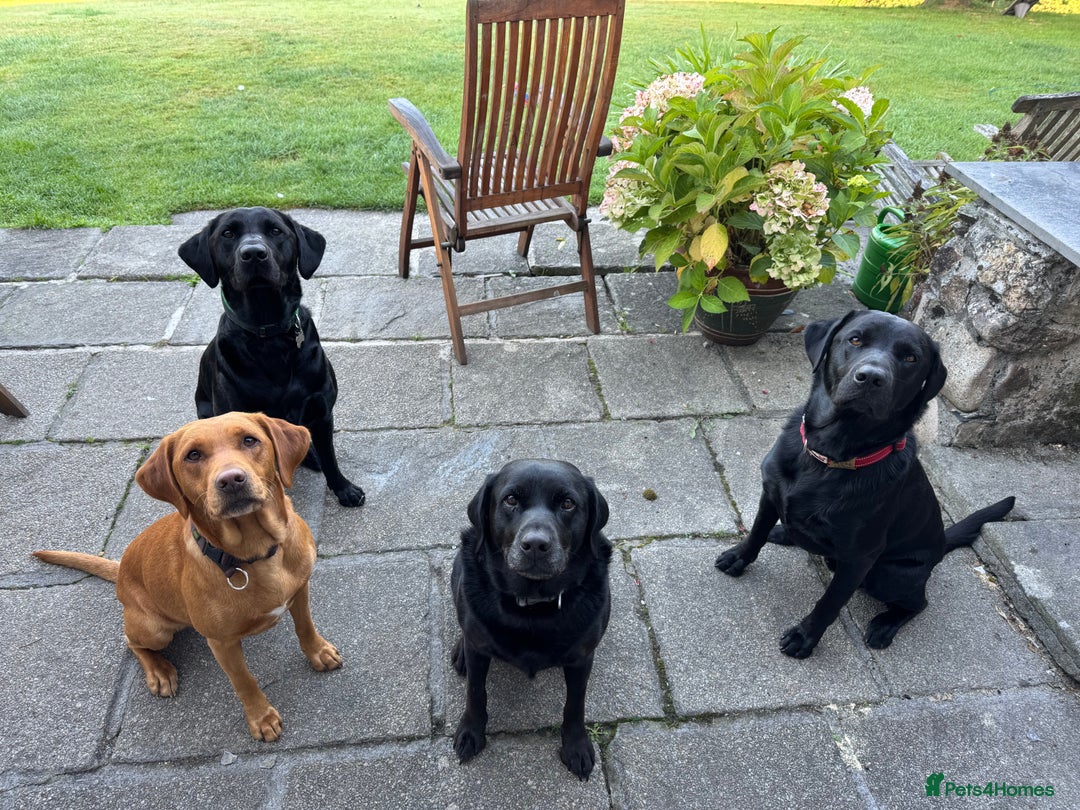 Labrador Retriever dogs for sale: Labrador Puppies  - Advert 11