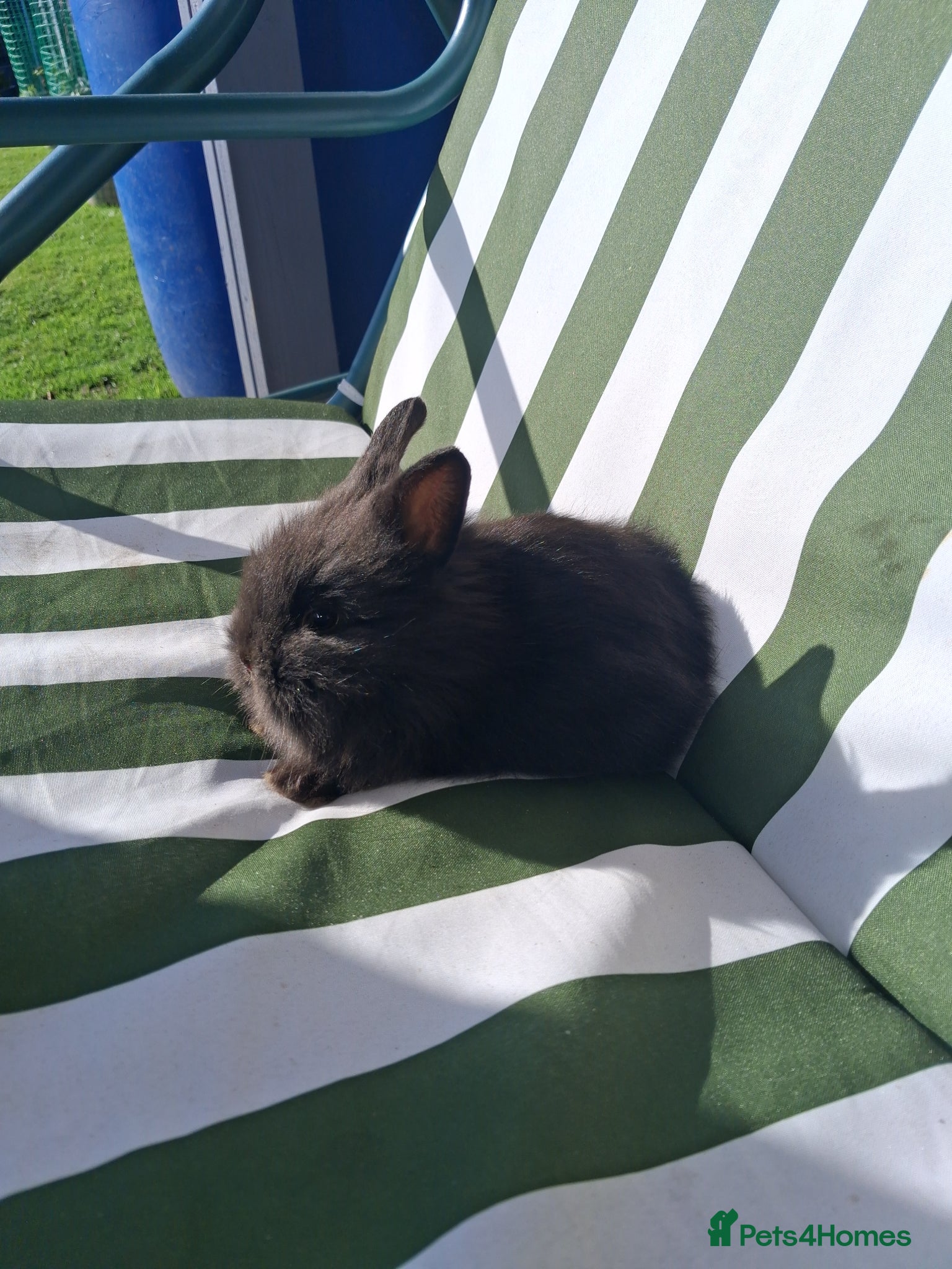 Lionhead rabbits Lionhead Baby Rabbits 🐰 - Advert 5