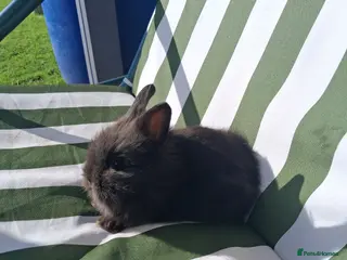 Lionhead rabbits Lionhead Baby Rabbits 🐰 - Advert 5