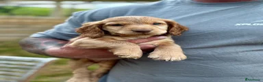 Puppy 4 - Outer Benorth's Red Rum