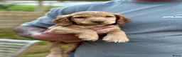 Cocker Spaniel dogs for sale: *LAST PUPPY LEFT* Beautiful Working Cocker Spaniel - Advert 21